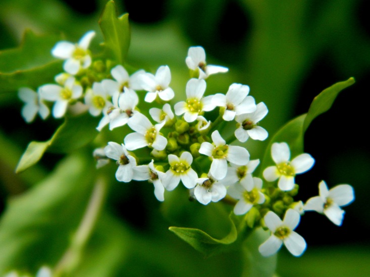 fioriture...di primavera